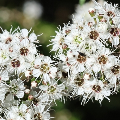 Kunzea ericoides at Yackandandah, VIC - 2 Dec 2024 by KylieWaldon