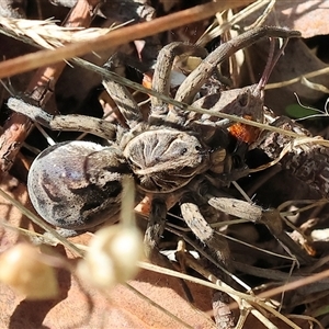 Tasmanicosa sp. (genus) (Unidentified Tasmanicosa wolf spider) at Yackandandah, VIC by KylieWaldon