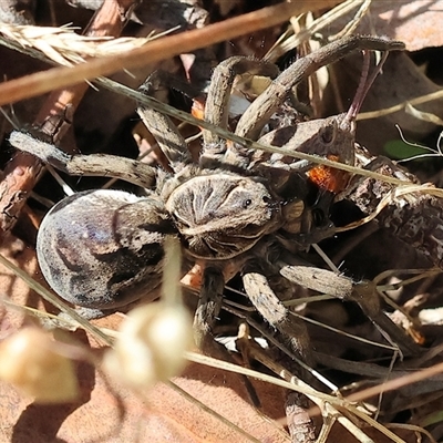 Tasmanicosa sp. (genus) (Unidentified Tasmanicosa wolf spider) at Yackandandah, VIC - 1 Dec 2024 by KylieWaldon