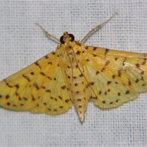 Conogethes punctiferalis at Sheldon, QLD - suppressed