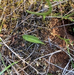 Ophioglossum lusitanicum (Adder's Tongue) at Walleroobie, NSW - 4 Sep 2024 by Tapirlord