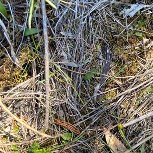 Ophioglossum lusitanicum at Walleroobie, NSW - 4 Sep 2024