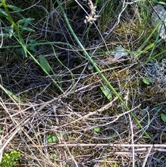 Ophioglossum lusitanicum at Walleroobie, NSW - 4 Sep 2024