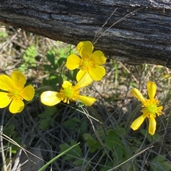 Ranunculus lappaceus (Australian Buttercup) at Walleroobie, NSW - 4 Sep 2024 by Tapirlord