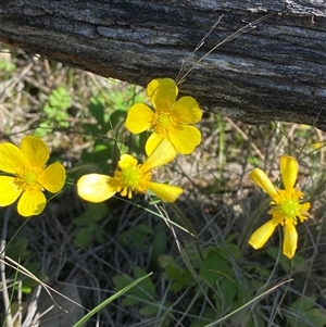 Ranunculus lappaceus (Australian Buttercup) at Walleroobie, NSW by Tapirlord