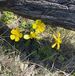 Ranunculus lappaceus at Walleroobie, NSW - 4 Sep 2024 01:03 PM