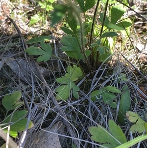 Ranunculus lappaceus at Walleroobie, NSW - 4 Sep 2024 01:03 PM