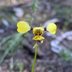 Diuris goonooensis (Western Donkey Orchid) at Walleroobie, NSW - 4 Sep 2024 by Tapirlord