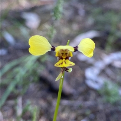 Diuris goonooensis (Western Donkey Orchid) at Walleroobie, NSW - 4 Sep 2024 by Tapirlord