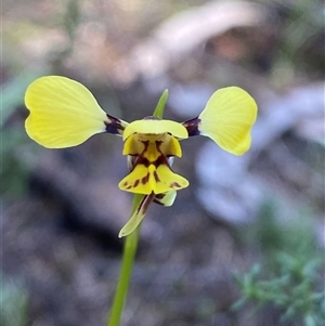 Diuris goonooensis at Walleroobie, NSW - 4 Sep 2024