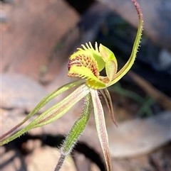 Caladenia sp. (hybrid) (Spider Orchid Hybrid) at Walleroobie, NSW - 4 Sep 2024 by Tapirlord