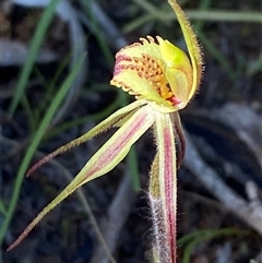 Caladenia sp. (hybrid) at suppressed - 4 Sep 2024