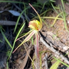 Caladenia sp. (hybrid) at suppressed - suppressed