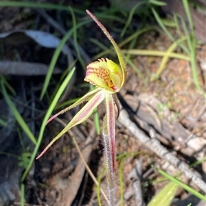 Caladenia sp. (hybrid) at suppressed - 4 Sep 2024