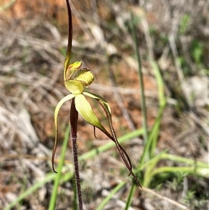 Caladenia arenaria at suppressed - 4 Sep 2024