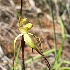 Caladenia arenaria at suppressed - 4 Sep 2024