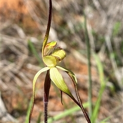 Caladenia arenaria at suppressed - 4 Sep 2024