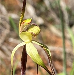 Caladenia arenaria at suppressed - 4 Sep 2024