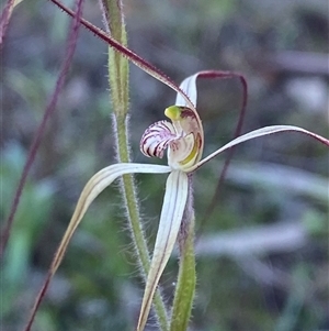 Caladenia flaccida at Walleroobie, NSW - 4 Sep 2024