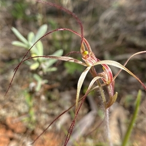 Caladenia flaccida at Walleroobie, NSW - suppressed