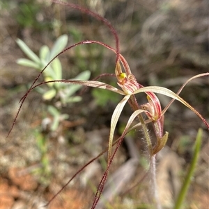 Caladenia flaccida at Walleroobie, NSW - 4 Sep 2024