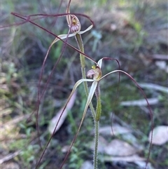 Caladenia flaccida at Walleroobie, NSW - 4 Sep 2024