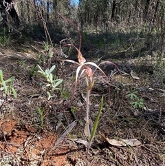 Caladenia flaccida at Walleroobie, NSW - 4 Sep 2024