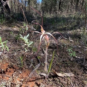 Caladenia flaccida at Walleroobie, NSW - 4 Sep 2024