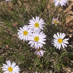 Minuria leptophylla (Native Daisy) at Walleroobie, NSW - 4 Sep 2024 by Tapirlord