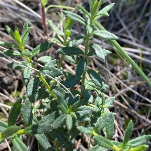 Gonocarpus elatus (Hill Raspwort) at Walleroobie, NSW by Tapirlord