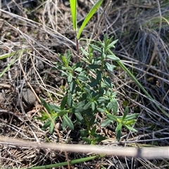 Gonocarpus elatus at Walleroobie, NSW - 4 Sep 2024 11:44 AM