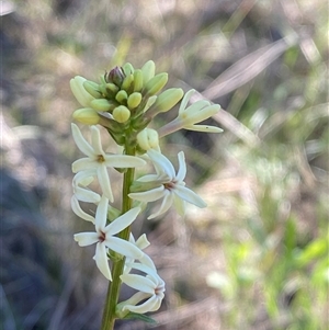 Stackhousia monogyna at Walleroobie, NSW - 4 Sep 2024 11:44 AM