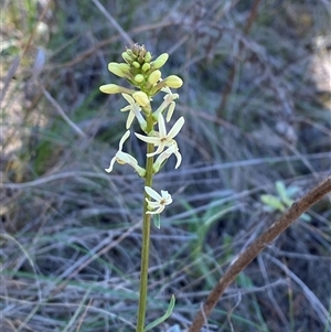 Stackhousia monogyna at Walleroobie, NSW - 4 Sep 2024 11:44 AM