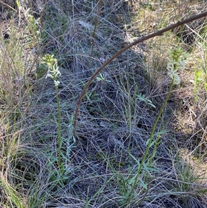 Stackhousia monogyna at Walleroobie, NSW - 4 Sep 2024 11:44 AM