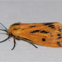 Ardices curvata (Crimson Tiger Moth) at Sheldon, QLD - 15 Jan 2008 by PJH123