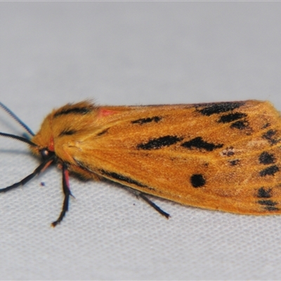 Ardices curvata (Crimson Tiger Moth) at Sheldon, QLD - 15 Jan 2008 by PJH123