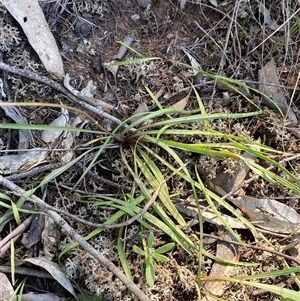 Microseris walteri at Walleroobie, NSW - 4 Sep 2024 11:43 AM