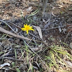 Microseris walteri at Walleroobie, NSW - 4 Sep 2024