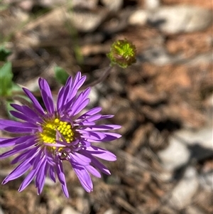 Calotis cuneifolia at Walleroobie, NSW - 4 Sep 2024