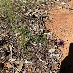 Calotis cuneifolia at Walleroobie, NSW - 4 Sep 2024