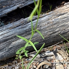 Wahlenbergia stricta subsp. alterna (Tall Bluebell) at Walleroobie, NSW - 4 Sep 2024 by Tapirlord