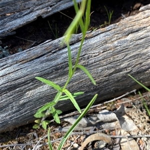 Wahlenbergia stricta subsp. alterna at Walleroobie, NSW - 4 Sep 2024