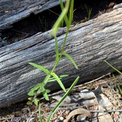 Wahlenbergia stricta subsp. alterna (Tall Bluebell) at Walleroobie, NSW - 4 Sep 2024 by Tapirlord