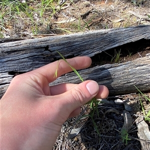 Wahlenbergia stricta subsp. alterna at Walleroobie, NSW - 4 Sep 2024