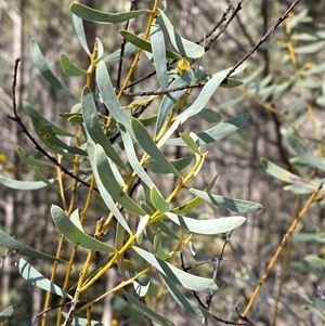 Acacia decora (Showy Wattle) at Walleroobie, NSW by Tapirlord