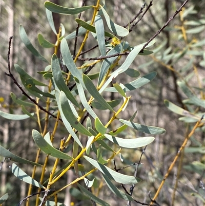 Acacia decora (Showy Wattle) at Walleroobie, NSW - 4 Sep 2024 by Tapirlord