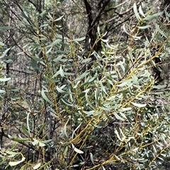 Acacia decora at Walleroobie, NSW - 4 Sep 2024 11:33 AM