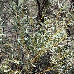 Acacia decora at Walleroobie, NSW - 4 Sep 2024