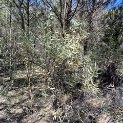 Acacia decora at Walleroobie, NSW - 4 Sep 2024