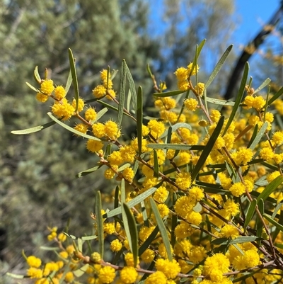 Acacia montana (Mallee Wattle) at Walleroobie, NSW - 4 Sep 2024 by Tapirlord